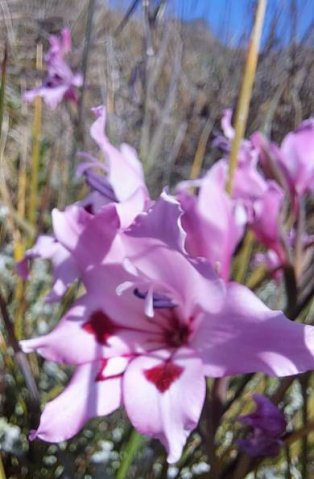 Gladiolus carneus flower